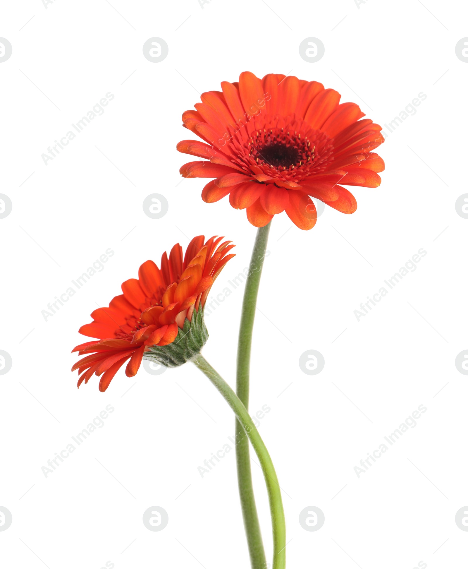 Image of Beautiful red gerbera flowers isolated on white
