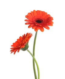Beautiful red gerbera flowers isolated on white