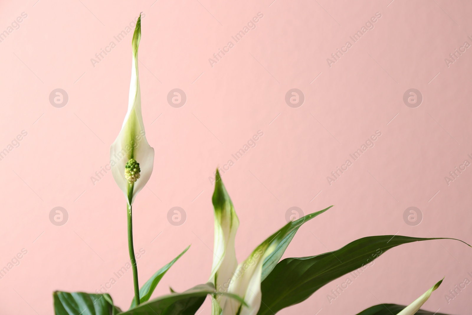 Photo of Flowers and leaves of peace lily on color background, closeup. Space for text