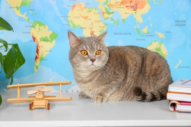 Cute cat, toy plane and books on table against world map. Travel with pet concept