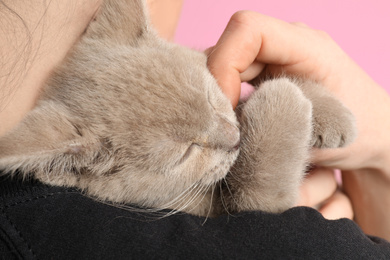 Girl holding Scottish straight baby cat on pink background, closeup
