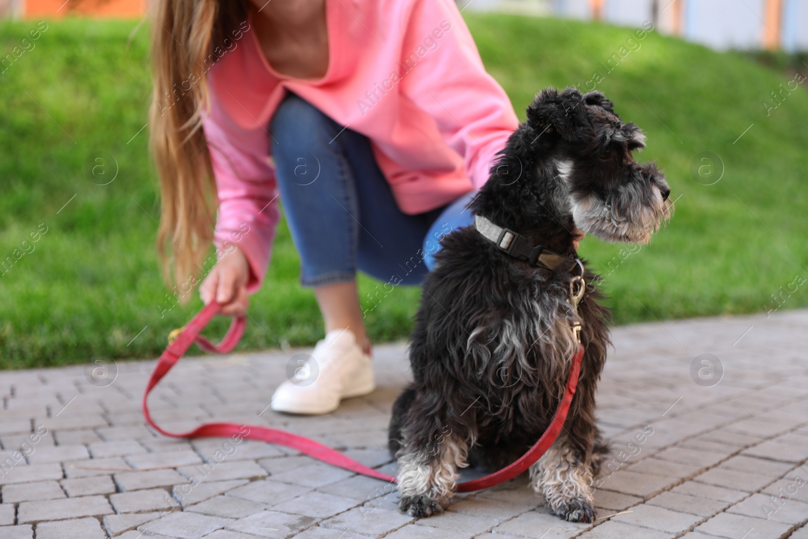 Photo of Young woman with Miniature Schnauzer dog outdoors