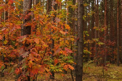 Beautiful trees with colorful leaves in forest. Autumn season