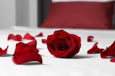 Photo of Honeymoon. Red rose and petals on bed, closeup