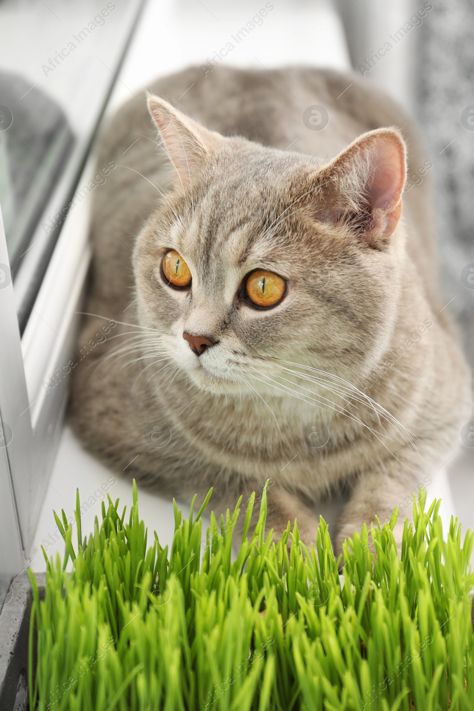 Photo of Cute cat near fresh green grass on windowsill indoors