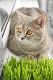 Photo of Cute cat near fresh green grass on windowsill indoors