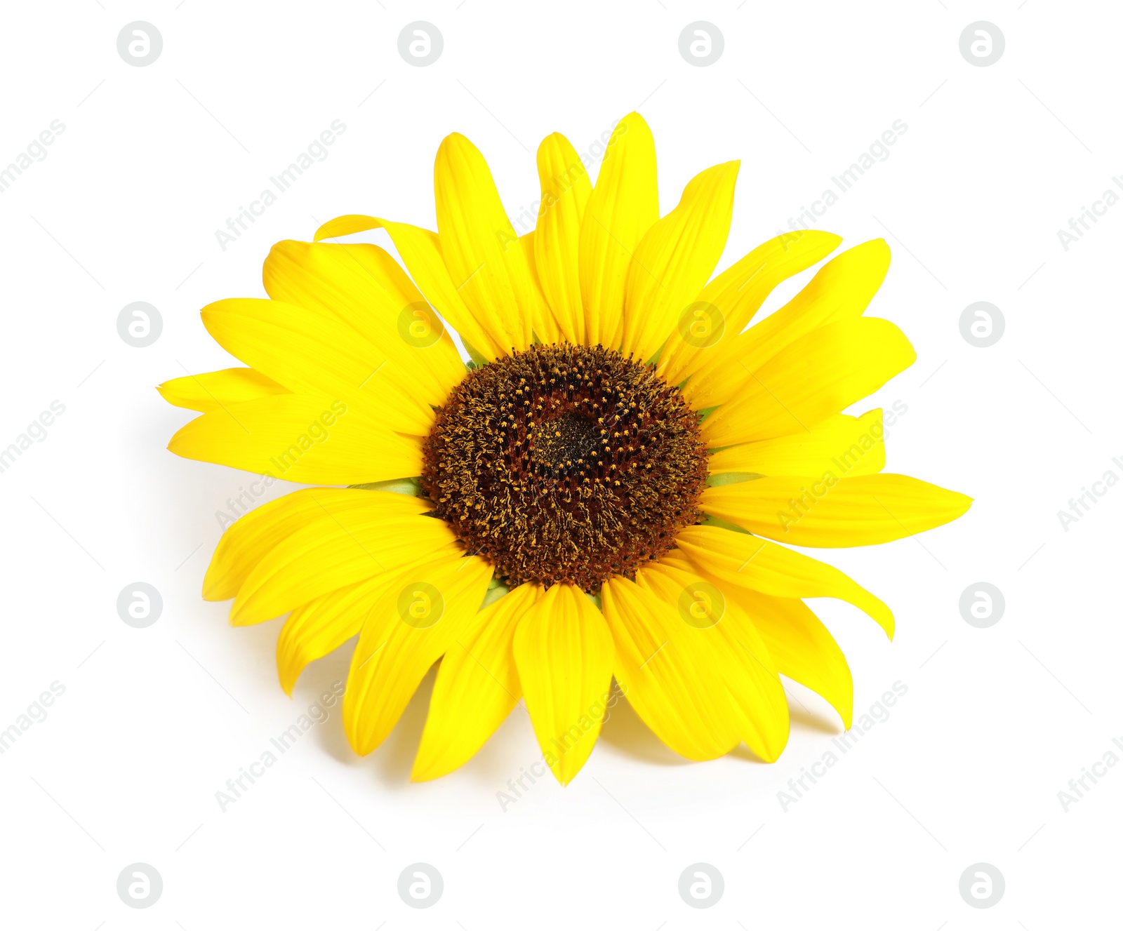 Photo of Beautiful bright sunflower on white background