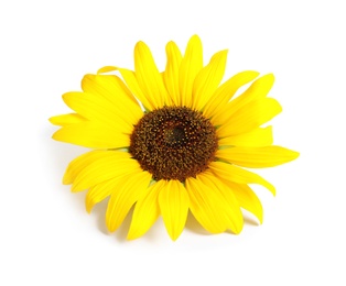 Photo of Beautiful bright sunflower on white background