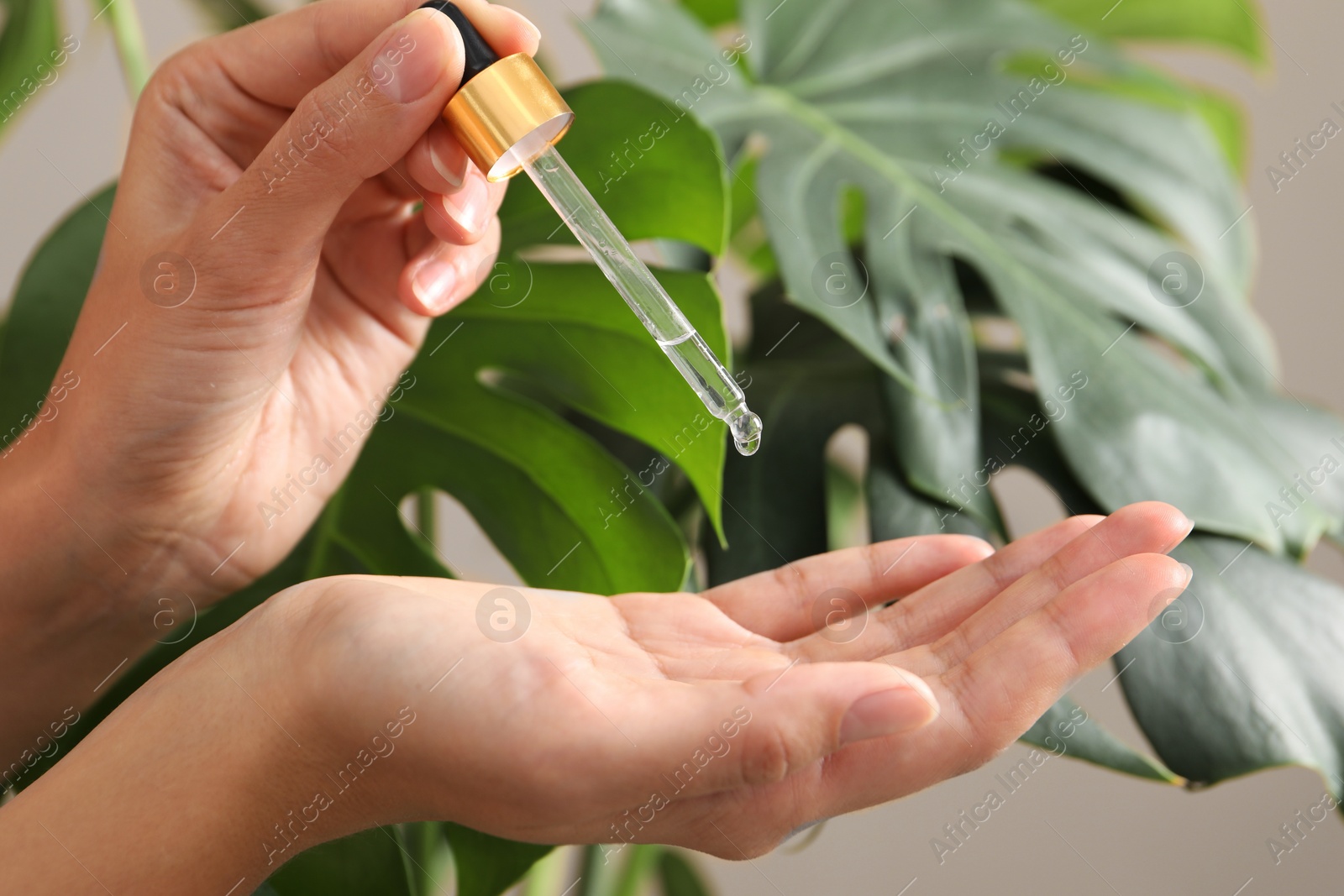 Photo of Woman applying cosmetic serum onto her hand near green plant, closeup