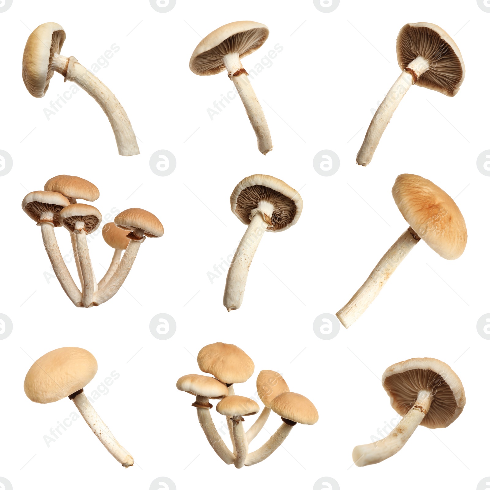 Image of Set of fresh pioppini mushrooms on white background