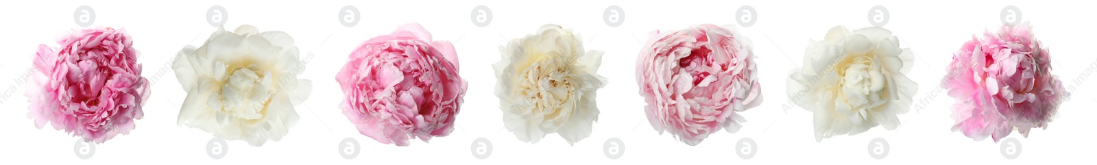 Image of Set of different beautiful peony flowers on white background. Banner design