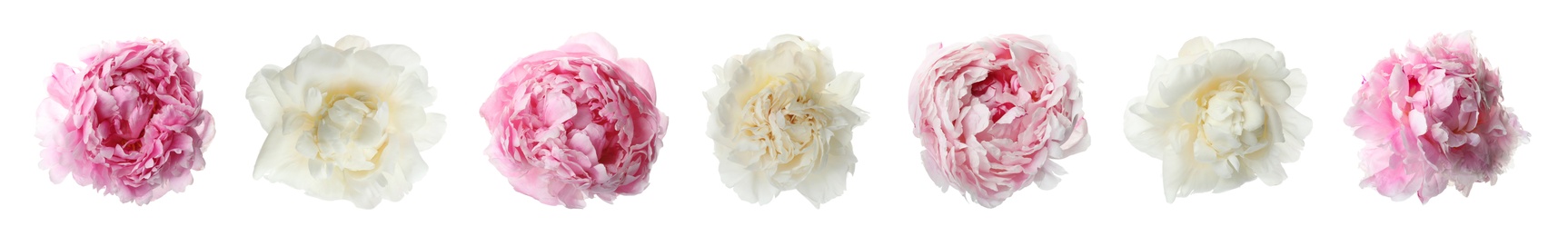 Image of Set of different beautiful peony flowers on white background. Banner design