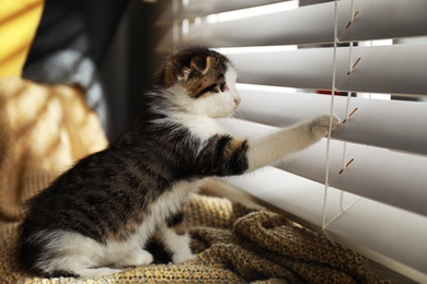 Adorable little kitten playing with window blinds indoors