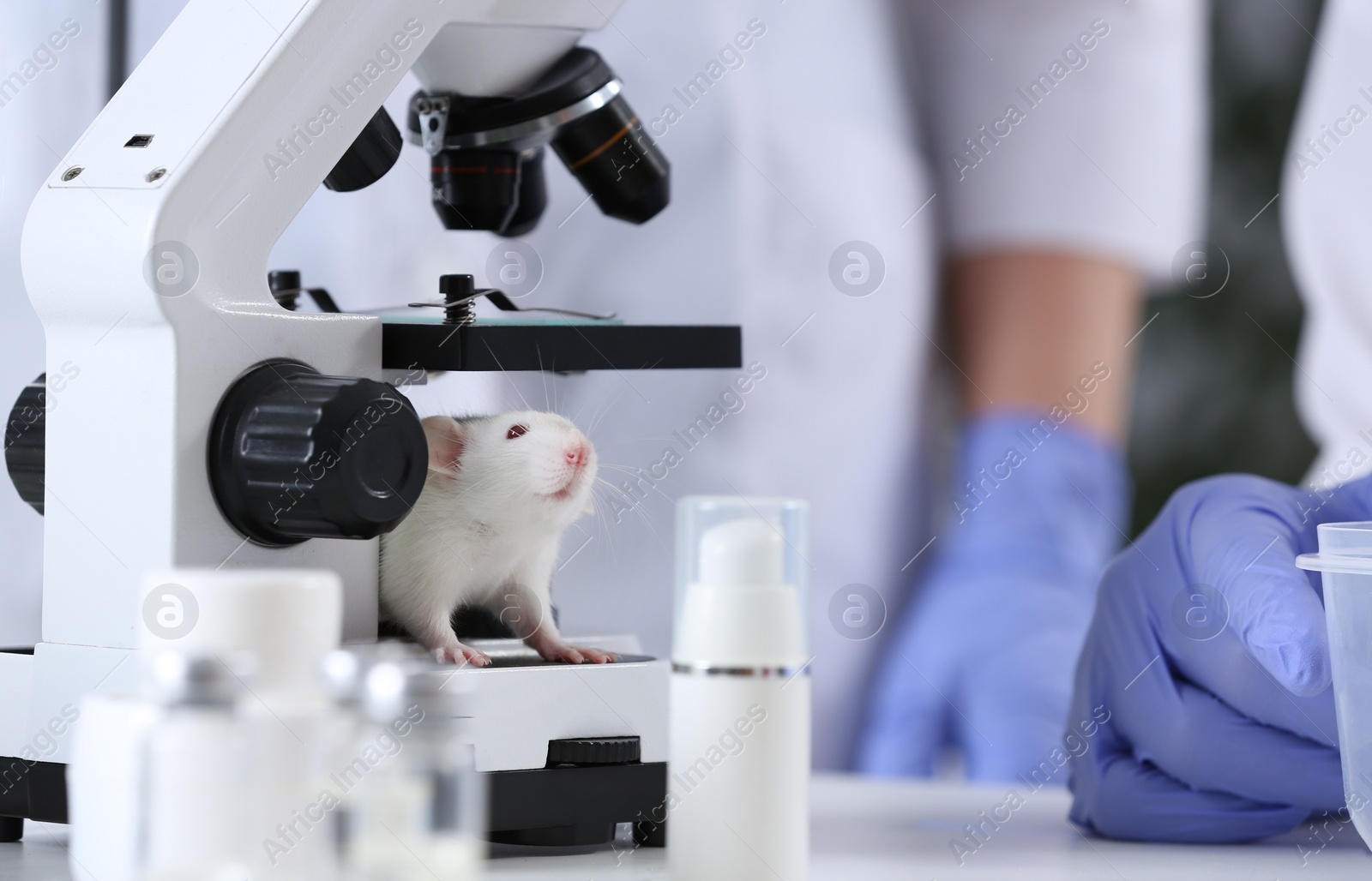 Photo of White rat in chemical laboratory. Animal testing