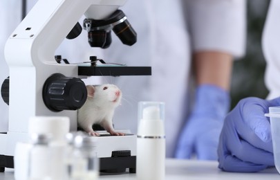 Photo of White rat in chemical laboratory. Animal testing