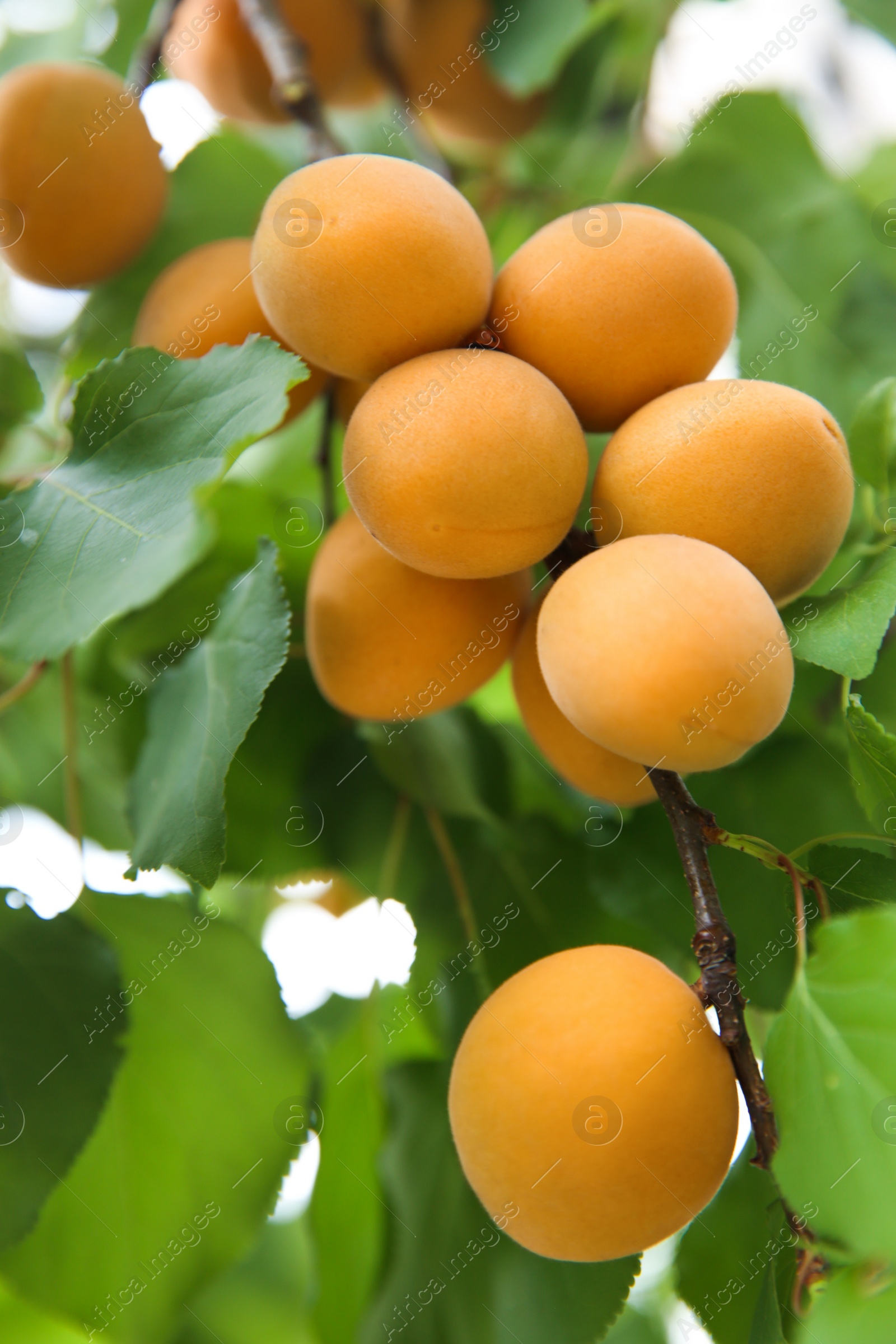 Photo of Delicious ripe apricots on tree outdoors, closeup