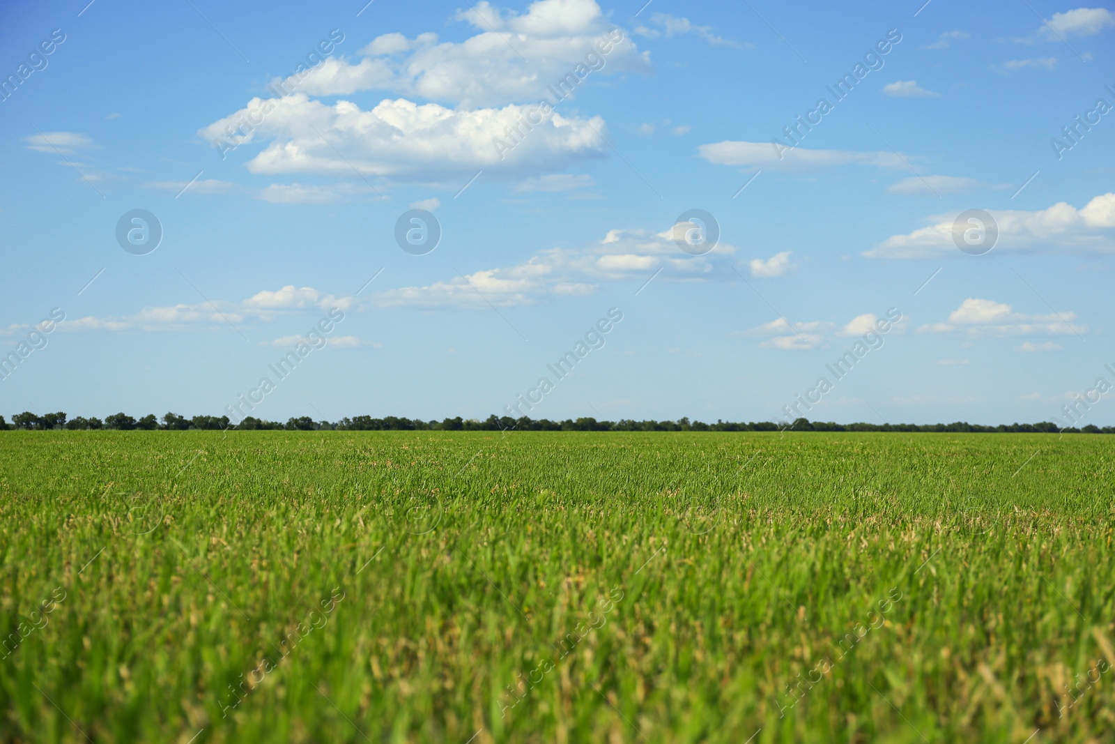 Photo of Picturesque view of beautiful field with grass on sunny day