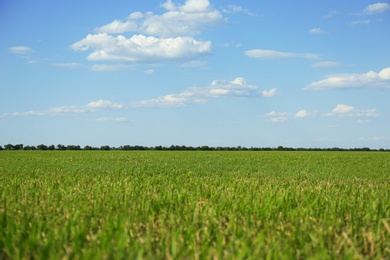 Photo of Picturesque view of beautiful field with grass on sunny day