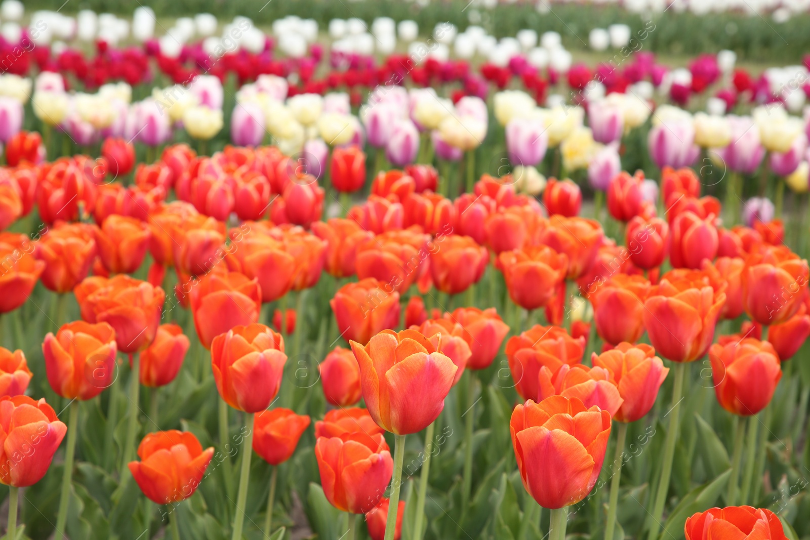 Photo of Beautiful colorful tulip flowers growing in field