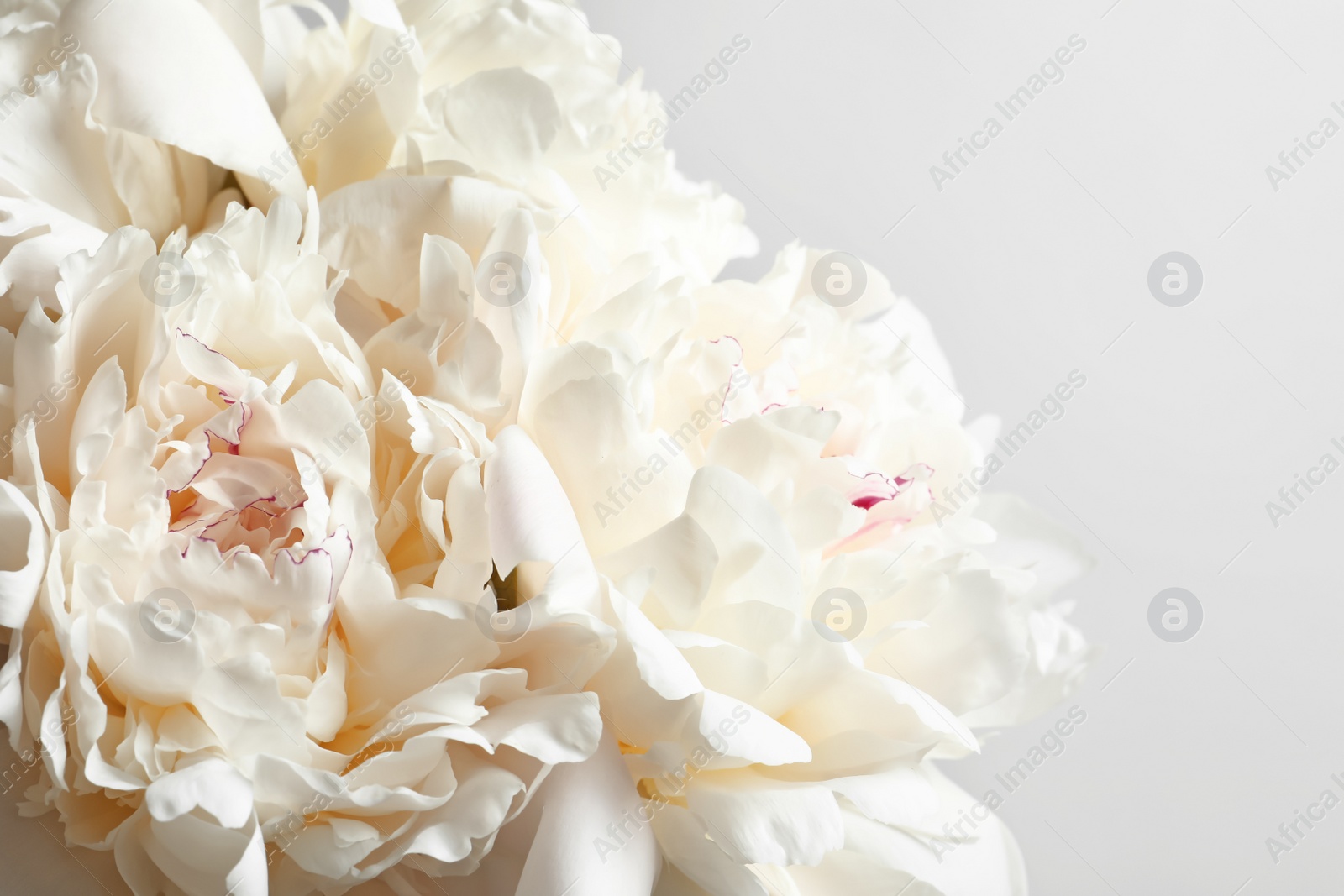 Photo of Beautiful blooming peony flower on white background, closeup