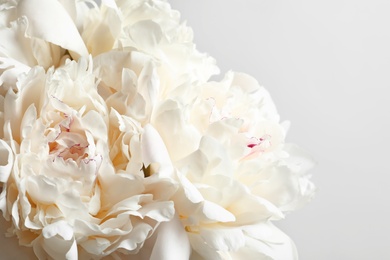 Beautiful blooming peony flower on white background, closeup