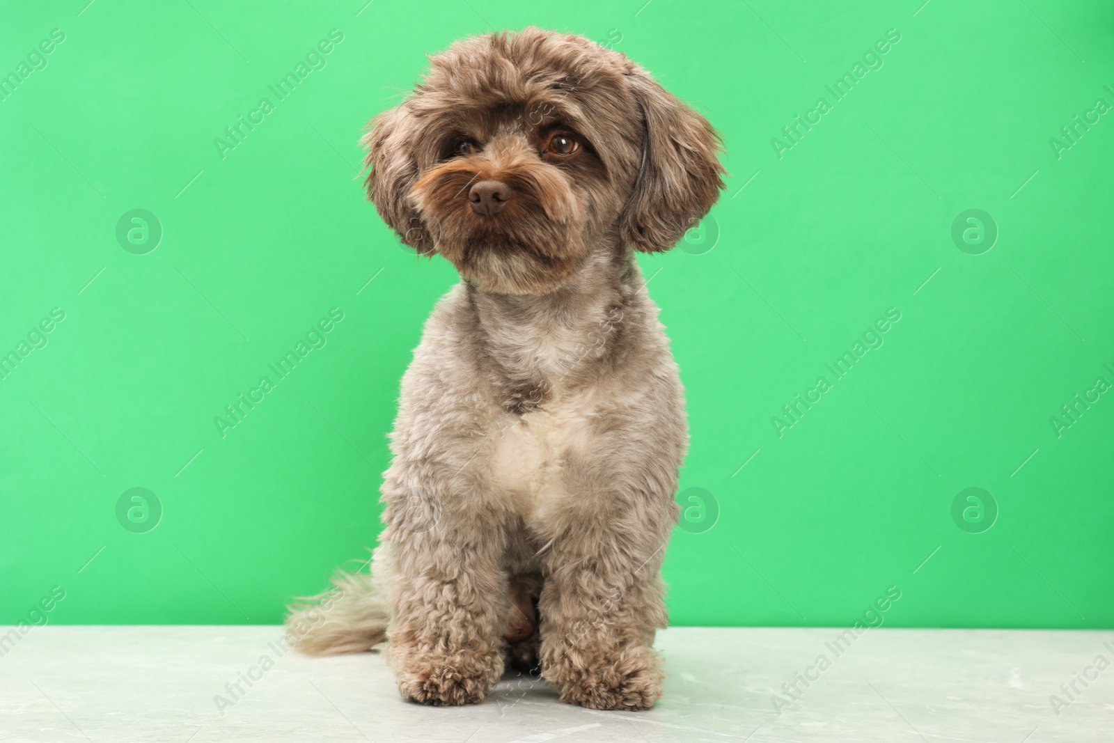 Photo of Cute Maltipoo dog on grey table against green background. Lovely pet