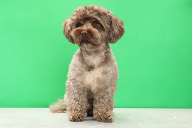 Cute Maltipoo dog on grey table against green background. Lovely pet