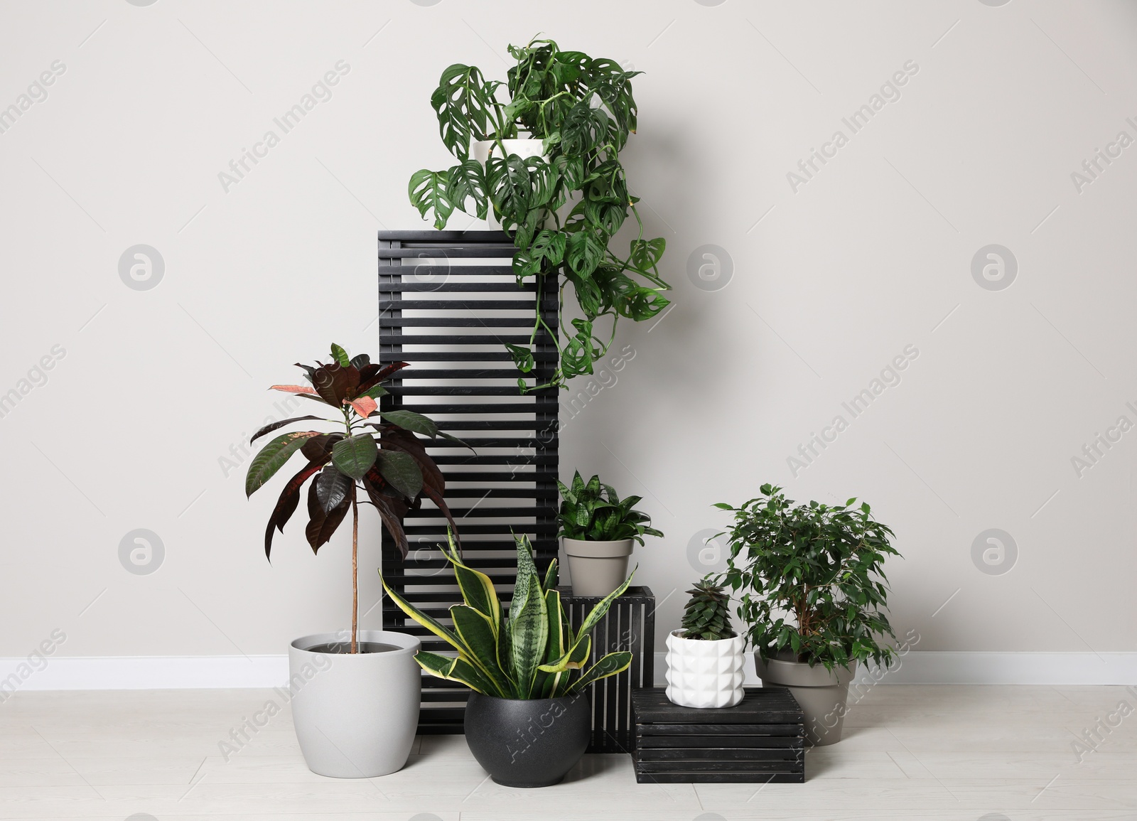 Photo of Many houseplants on floor near white wall. Stylish interior design