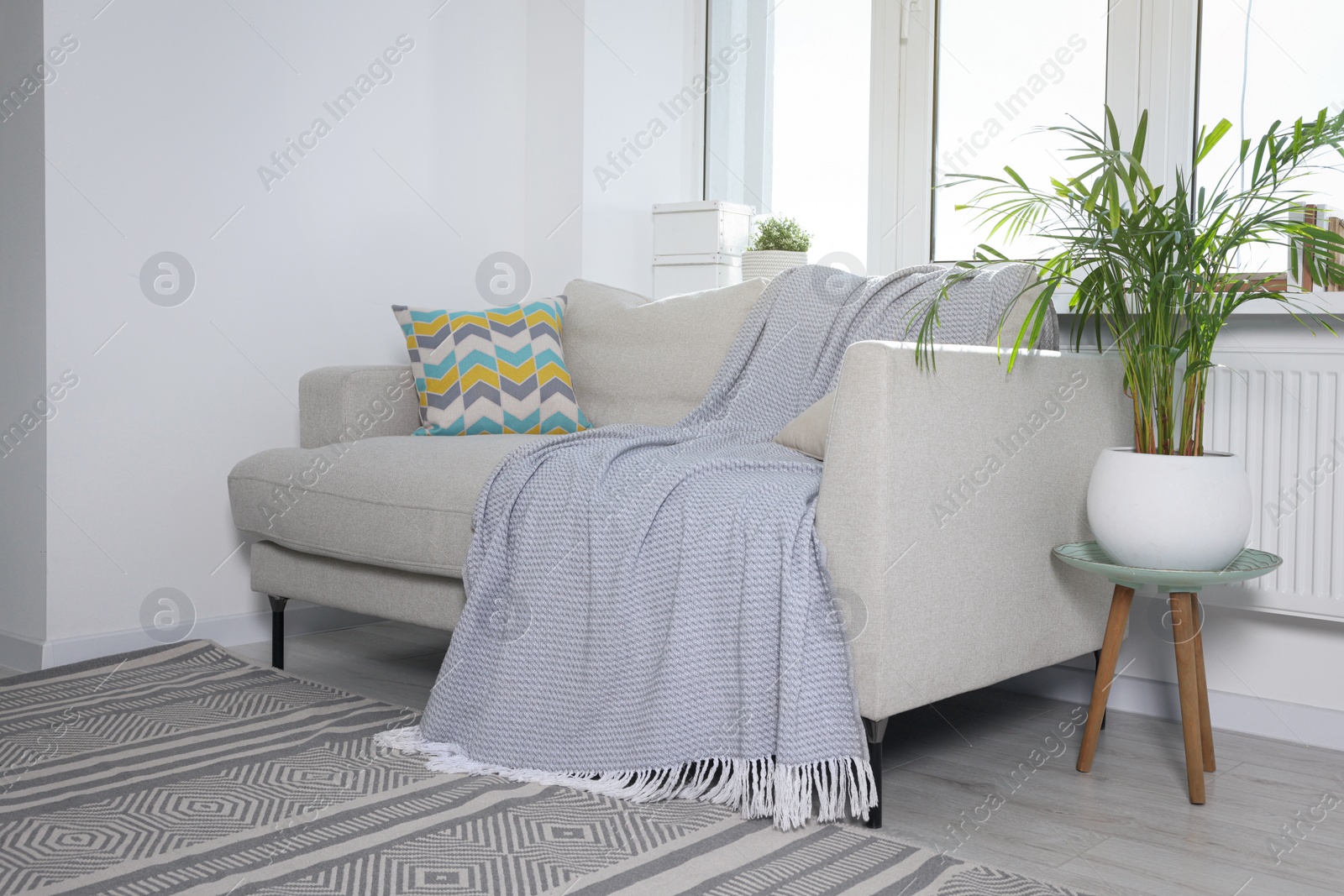 Photo of Cosy living room with sofa and potted plant. Interior design