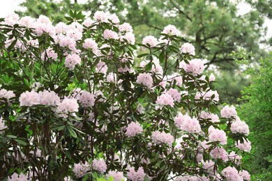 Photo of Beautiful tiny tropical flowers in botanical garden