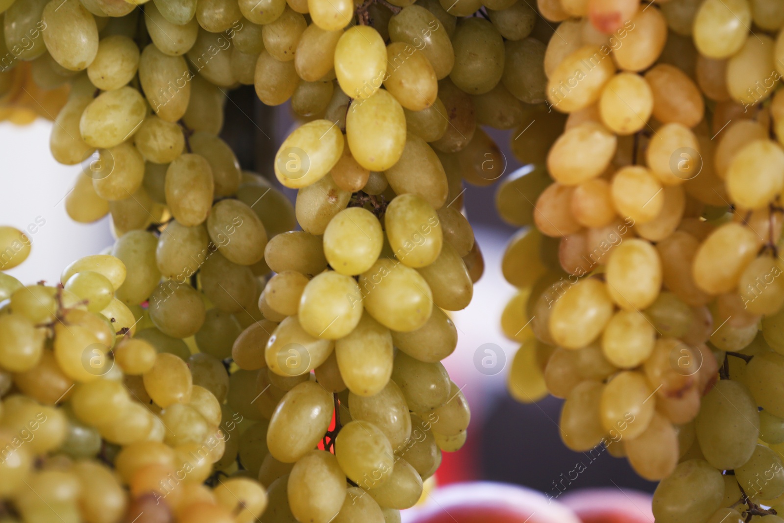Photo of Fresh ripe juicy grapes hanging against blurred background, closeup
