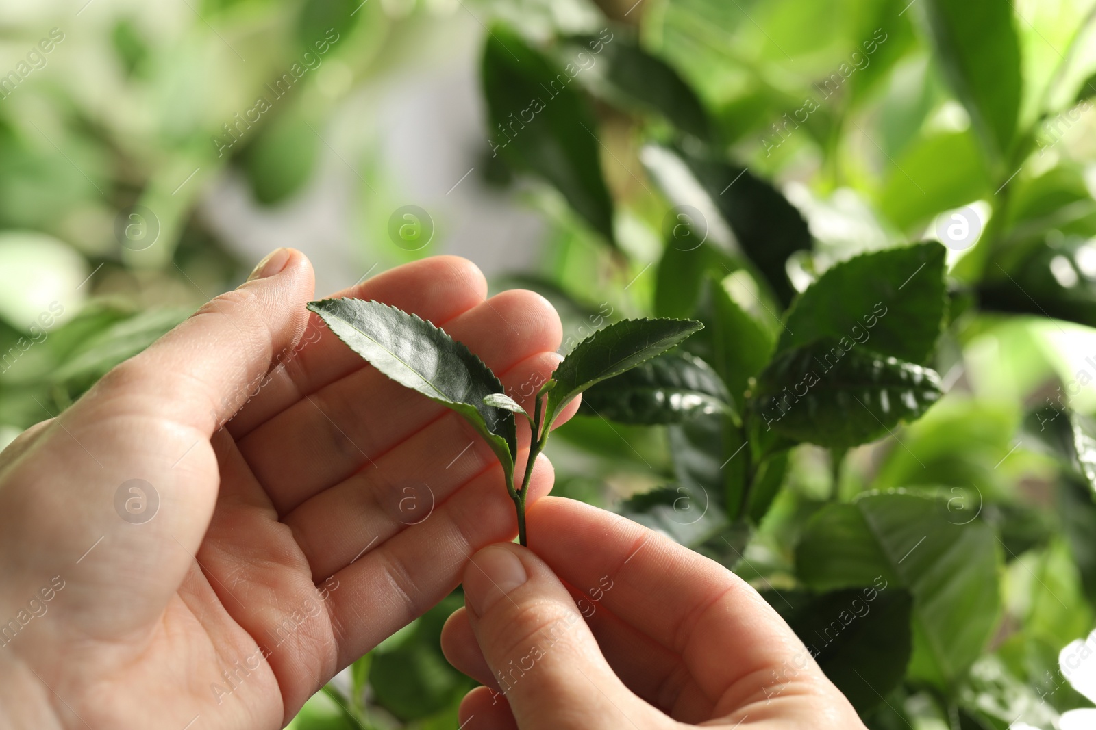 Photo of Farmer holding green leaves near tea plant against blurred background, closeup