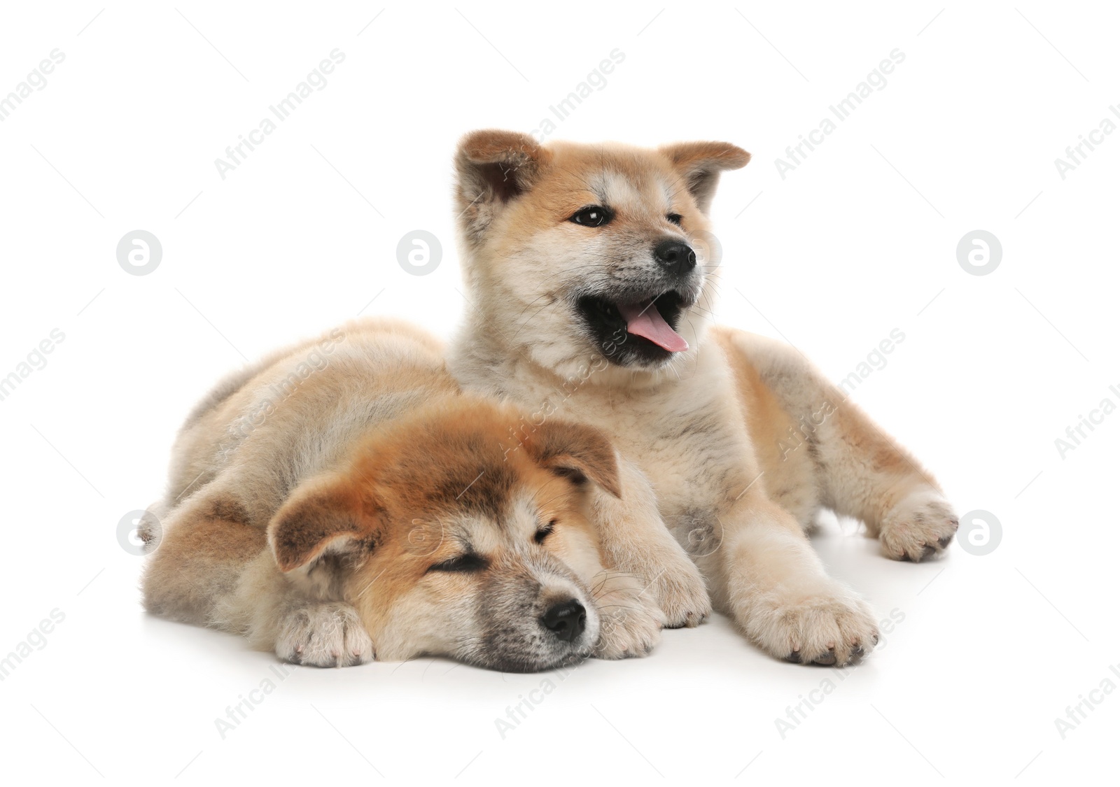 Photo of Adorable Akita Inu puppies on white background