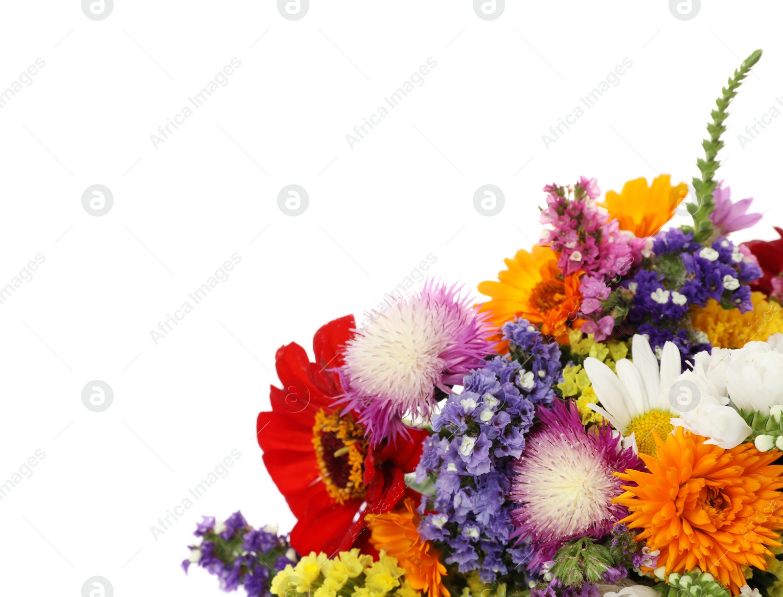 Photo of Bunch of beautiful wild flowers on white background