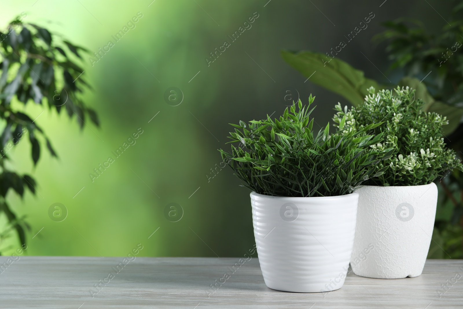 Photo of Aromatic baby panda plant and thyme growing in pots on white wooden table outdoors, space for text