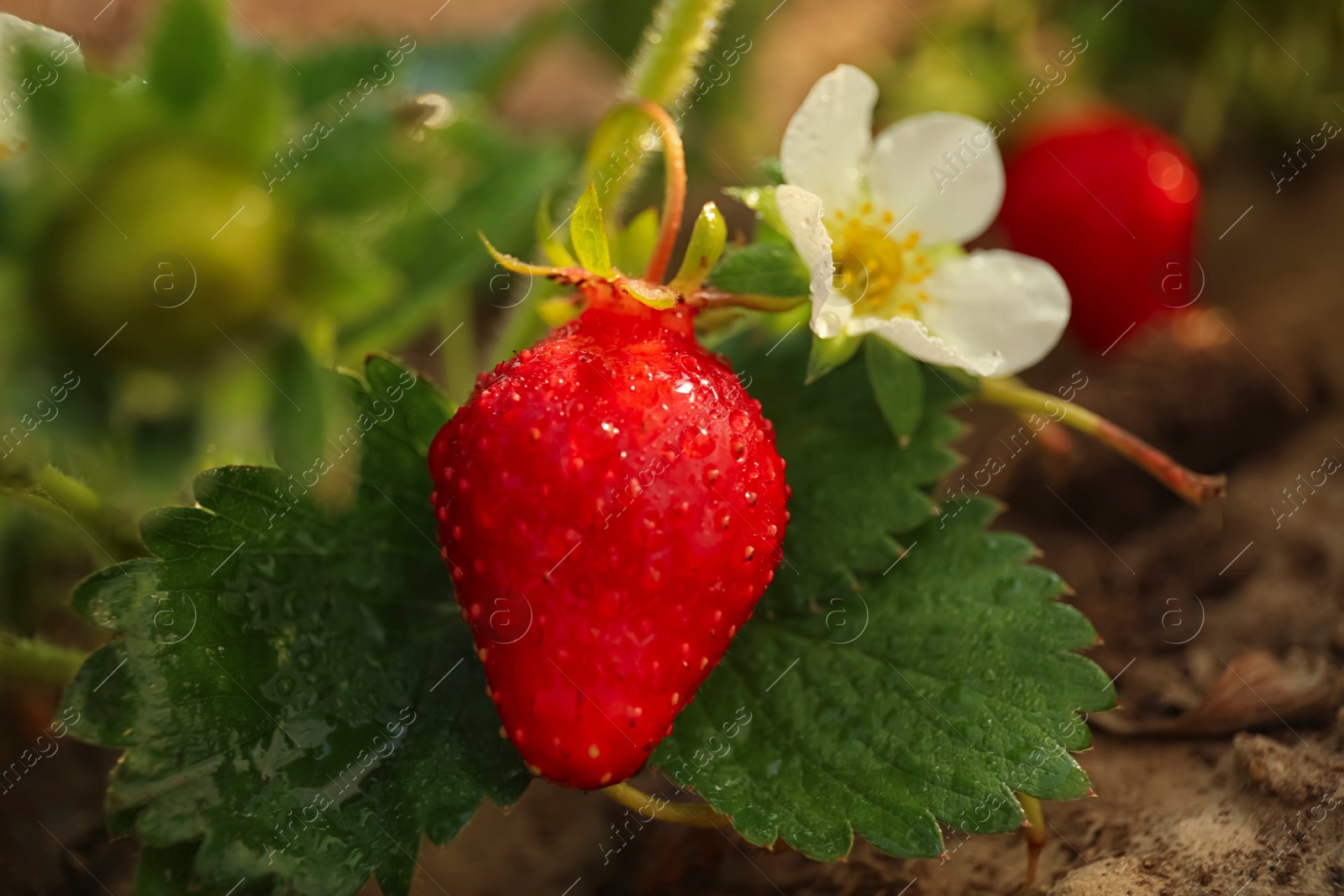 Photo of Strawberry plant with ripe berry and blossom on blurred background, closeup