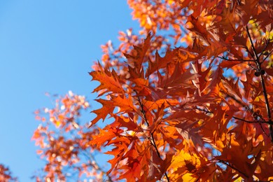 Beautiful trees with autumn leaves against sky on sunny day, low angle view