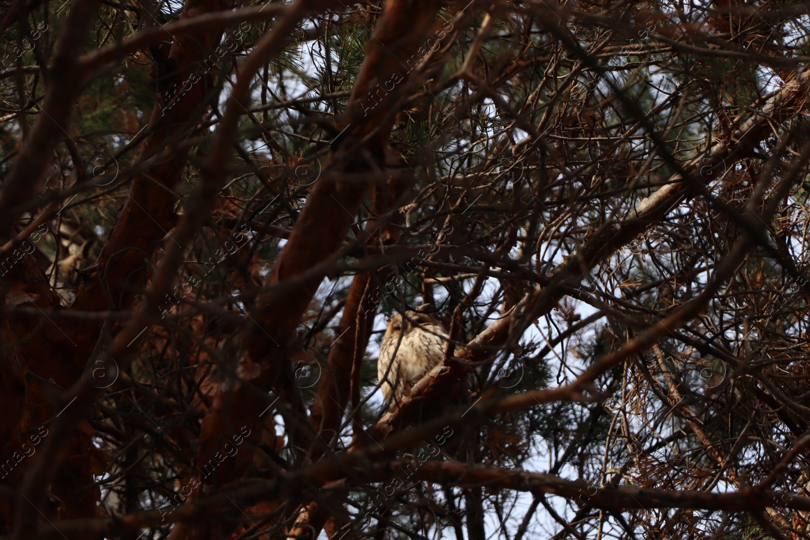 Photo of Beautiful owl on conifer tree in forest