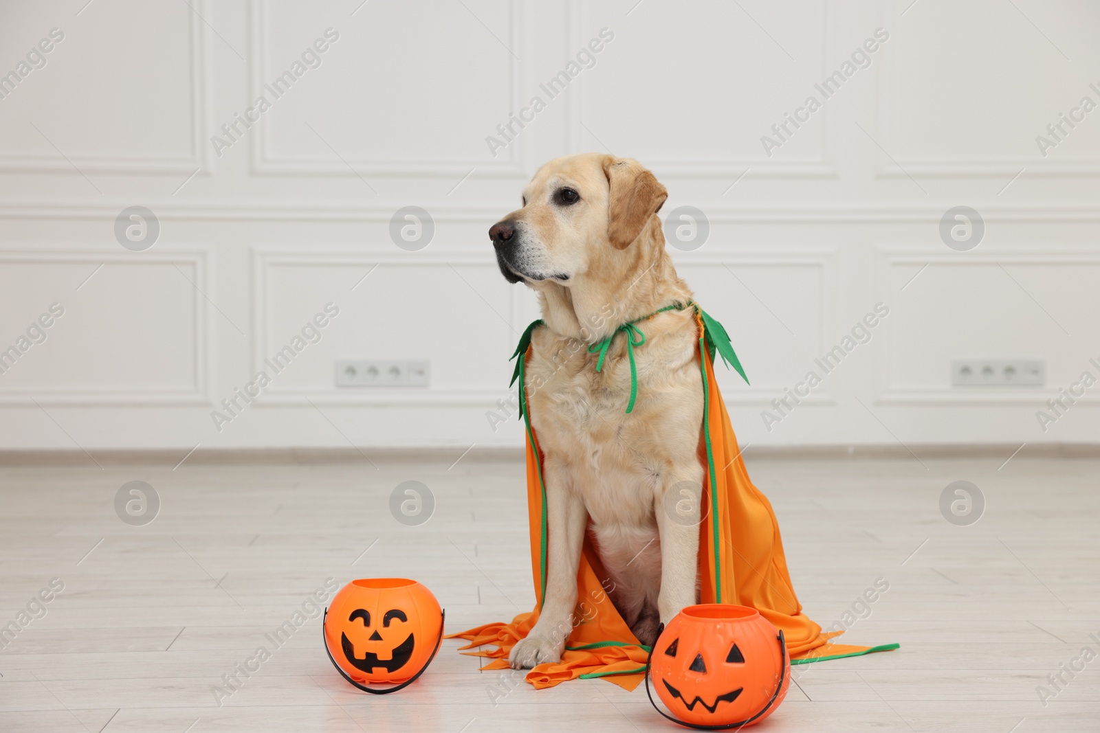 Photo of Cute Labrador Retriever dog in costume with Halloween buckets indoors