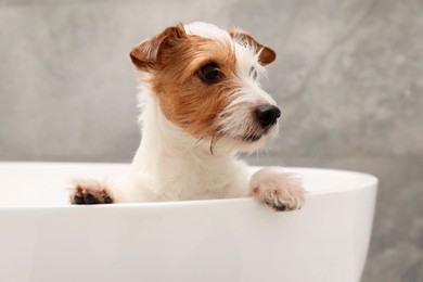 Photo of Portrait of cute dog with shampoo foam on head in bath tub indoors