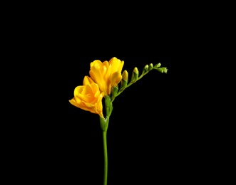 Beautiful yellow freesia flower on black background