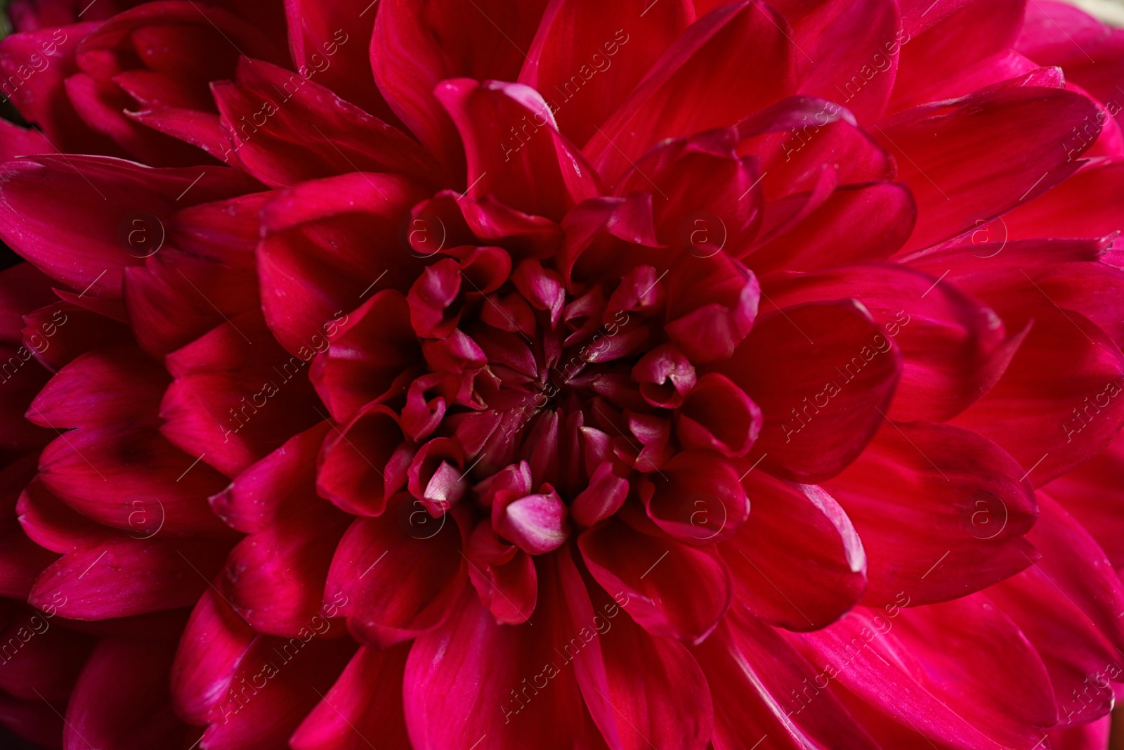 Photo of Beautiful red dahlia flower as background, closeup