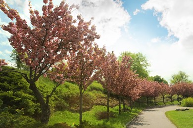 Beautiful blossoming sakura trees in park on sunny day