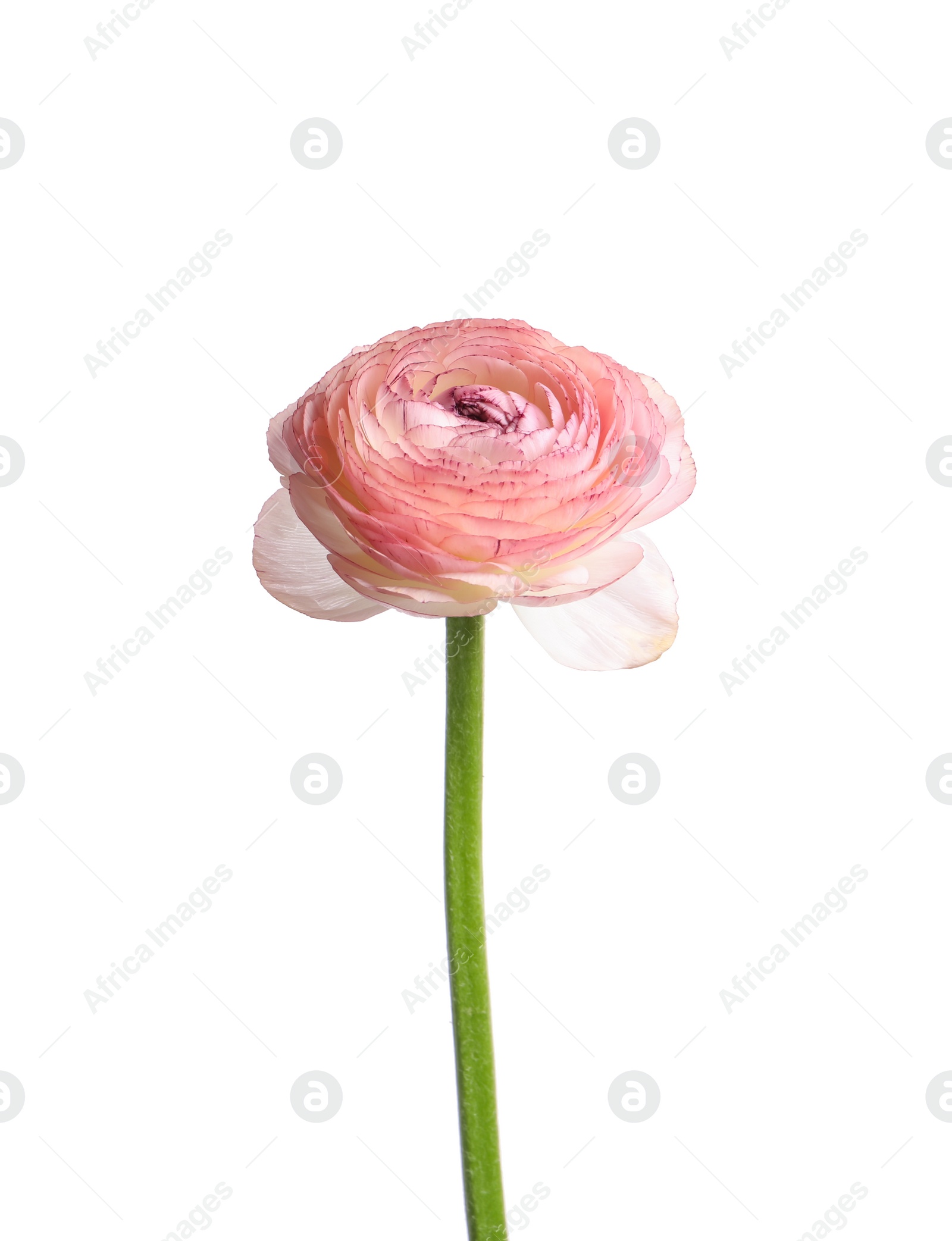 Photo of Beautiful fresh ranunculus flower isolated on white