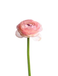 Beautiful fresh ranunculus flower isolated on white