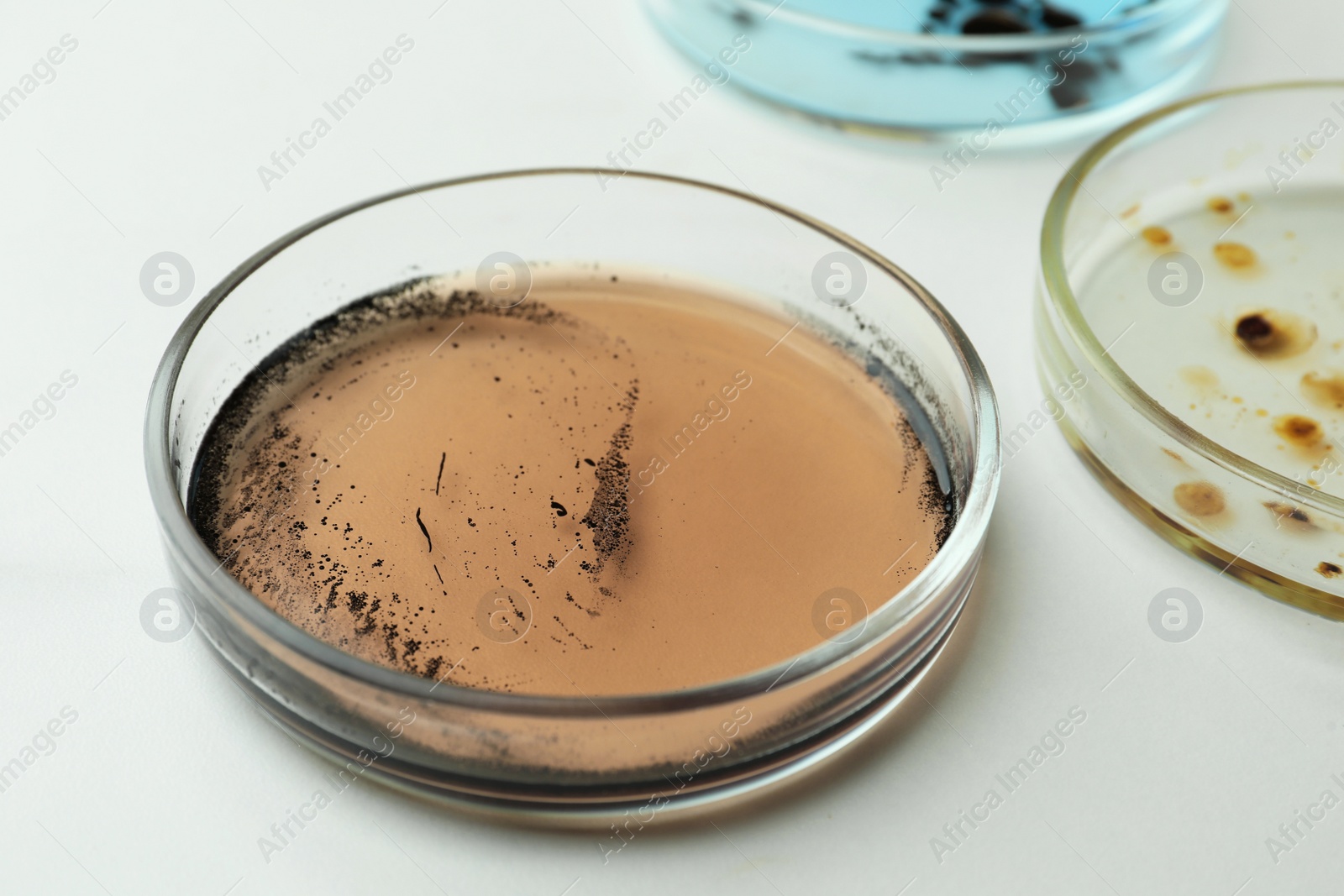 Photo of Petri dishes with different bacteria colonies on white background, closeup