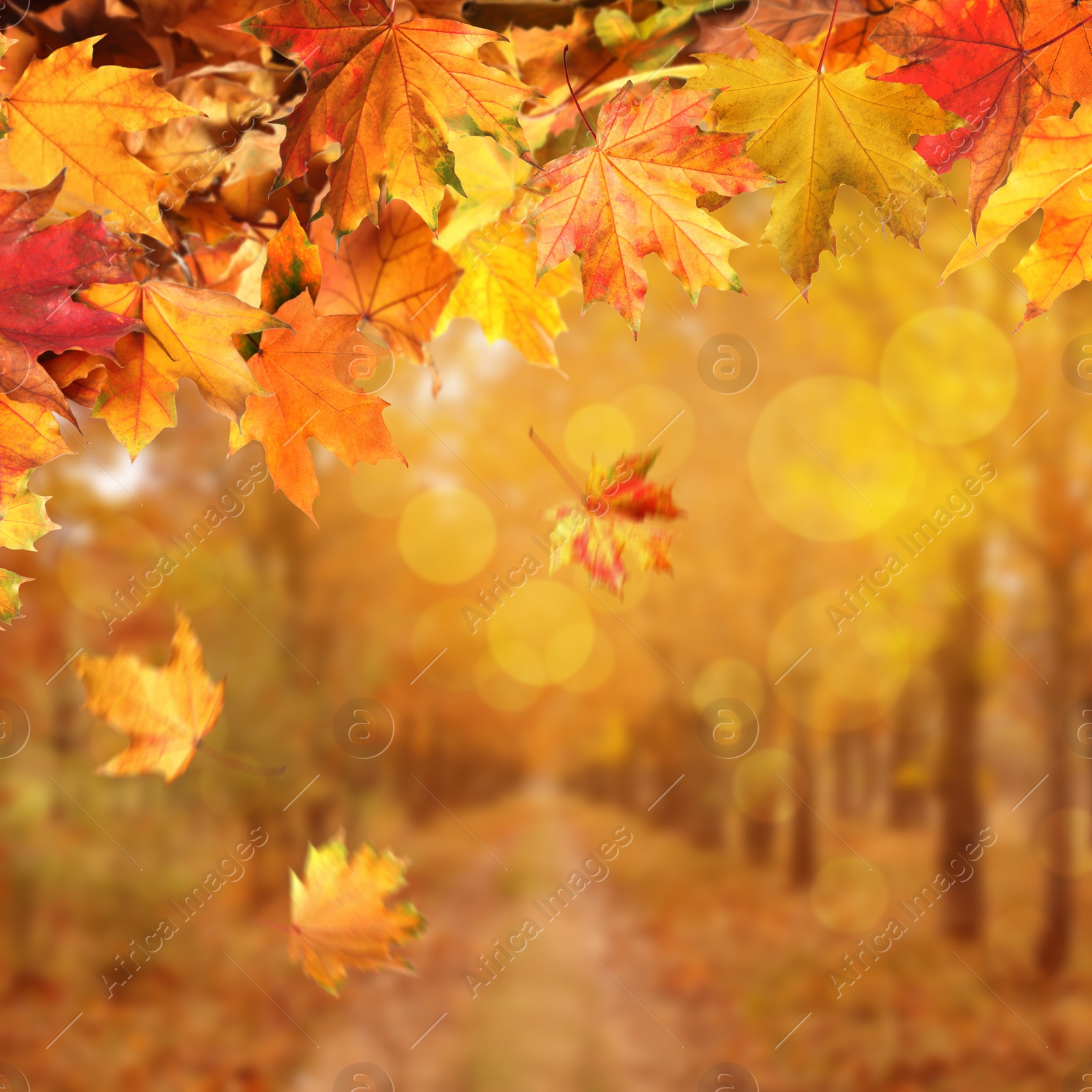 Image of Beautiful colorful autumn leaves and blurred park on background