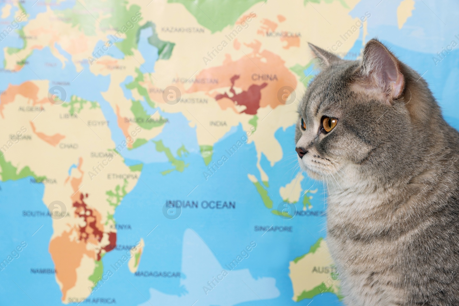 Photo of Cute cat near world map, space for text. Travel with pet concept