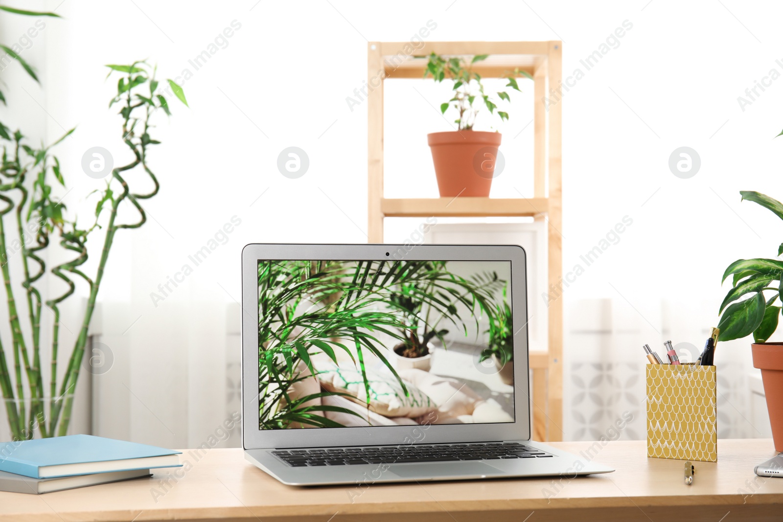 Photo of Houseplants and laptop on table in office interior