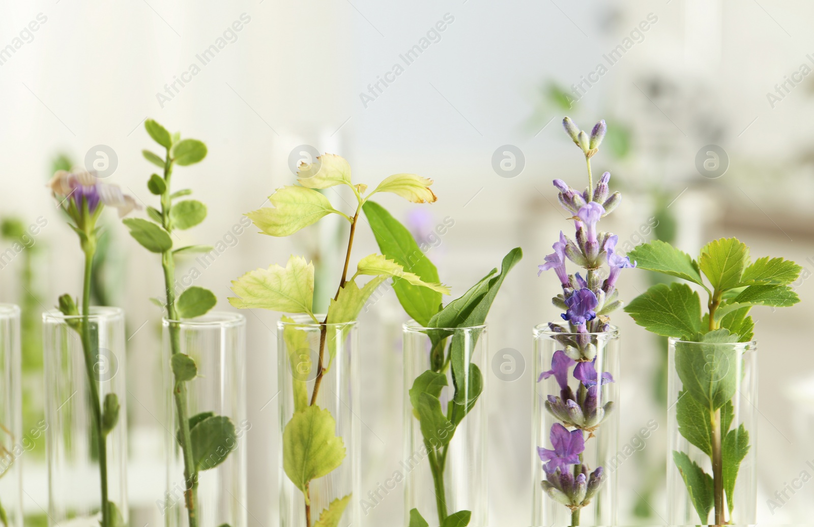 Photo of Closeup view of test tubes with different plants on blurred background